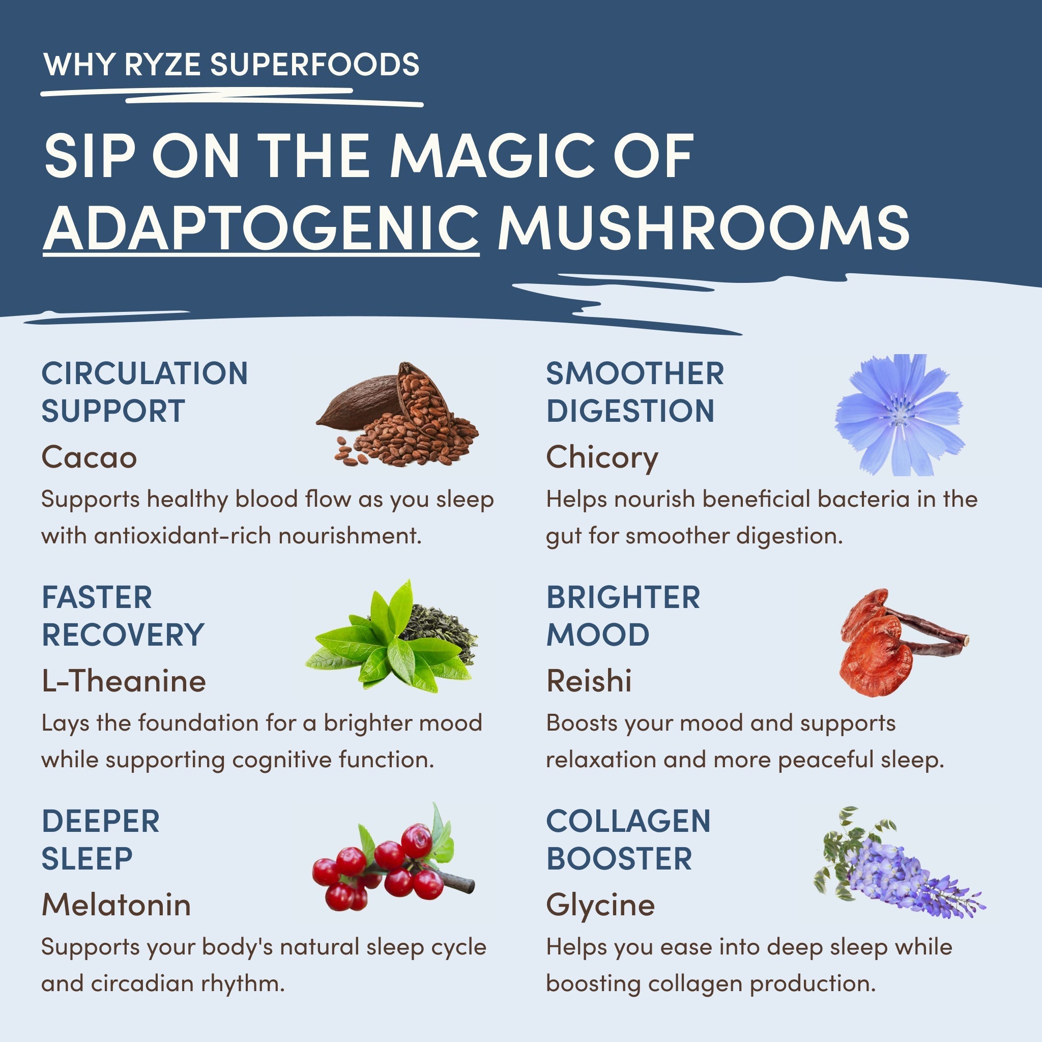 Mushroom Hot Cocoa (20 servings) - Morning Focus Coffee