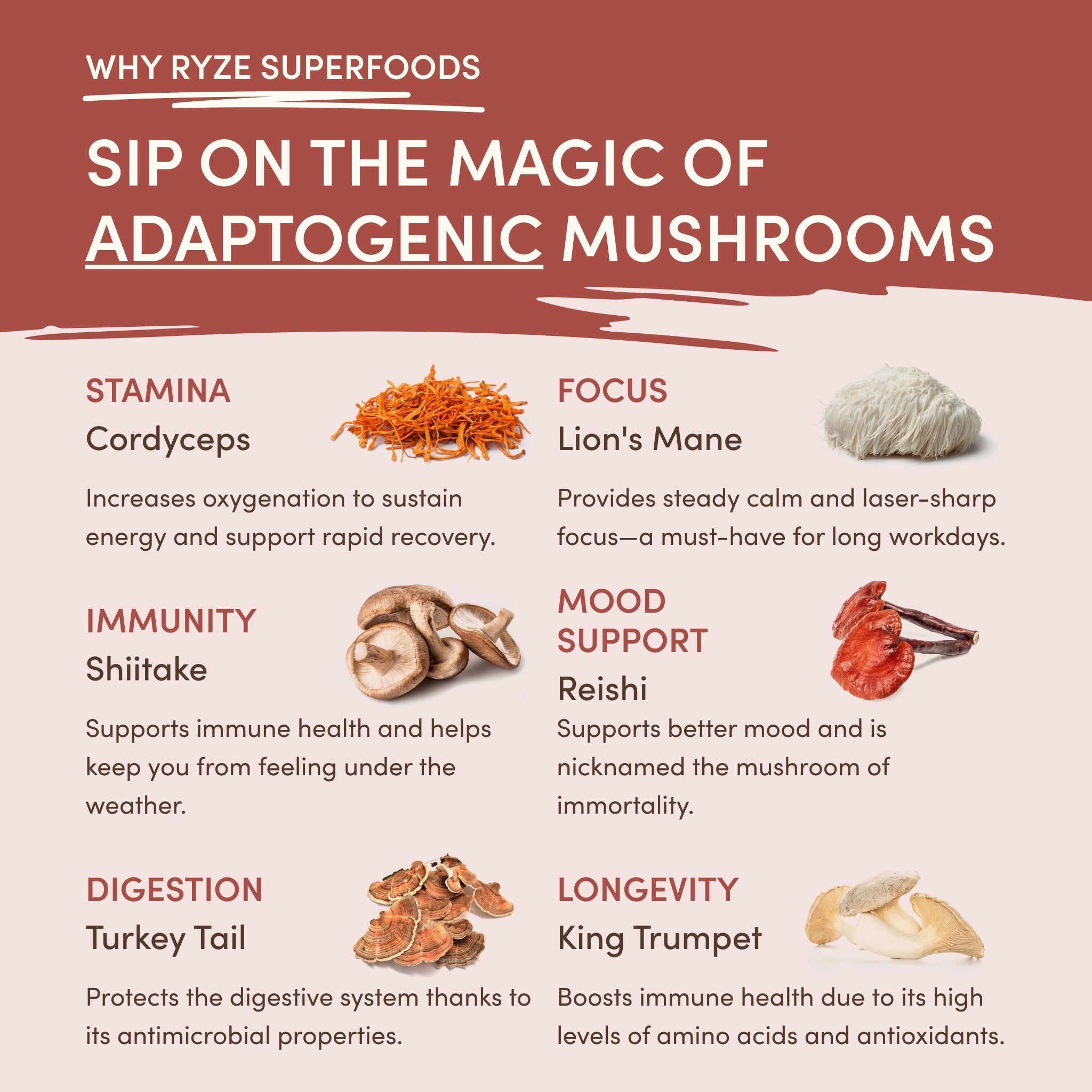 Mushroom Chicory (30 Servings) - Everyday Wellness Coffee