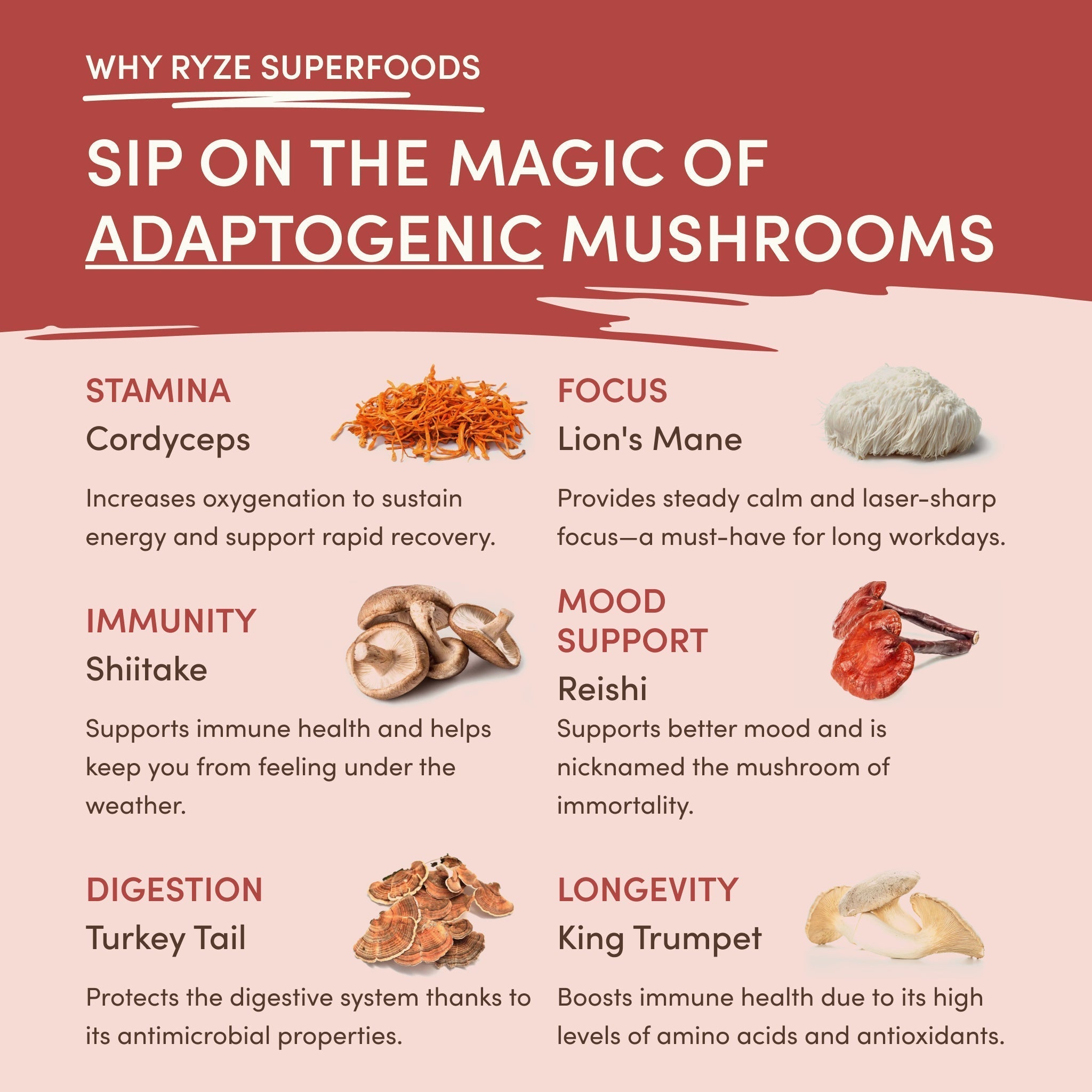 Mushroom Chai (20 Servings) - Functional Coffee for Workday Focus